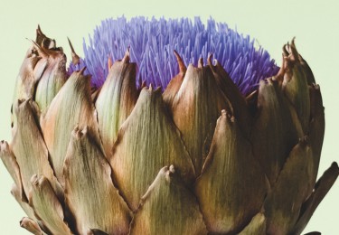 Artichoke Flower